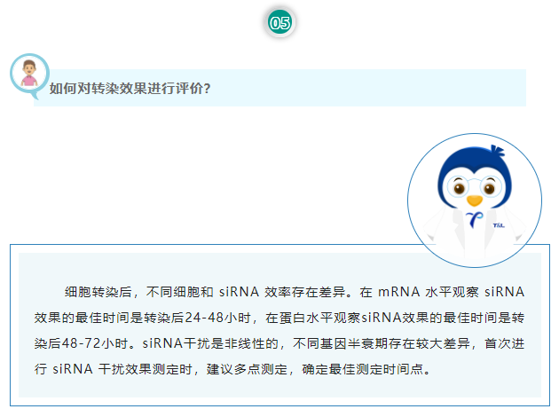 如何对转染效果进行评价？细胞转染后，不同细胞和 siRNA 效率存在差异。在 mRNA 水平观察 siRNA 效果的最佳时间是转染后24-48小时，在蛋白水平观察siRNA效果的最佳时间是转染后48-72小时。siRNA干扰是非线性的，不同基因半衰期存在较大差异，首次进行 siRNA 干扰效果测定时，建议多点测定，确定最佳测定时间点。